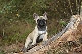 BOULEDOGUE FRANCAIS 321